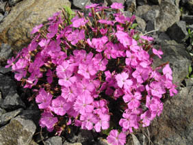 Dianthus 'Eileen Lever'